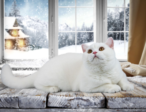 Merry Christmas and Happy New Year!