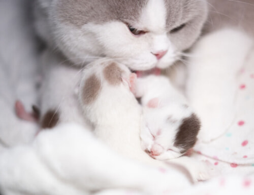 Welcoming spring with new kittens!