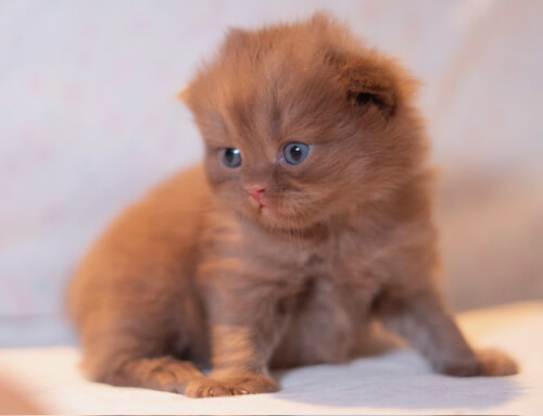 We have available kittens for reservation!