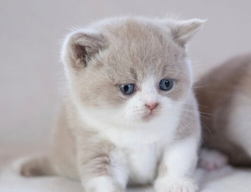 We have two kittens available for reservation!