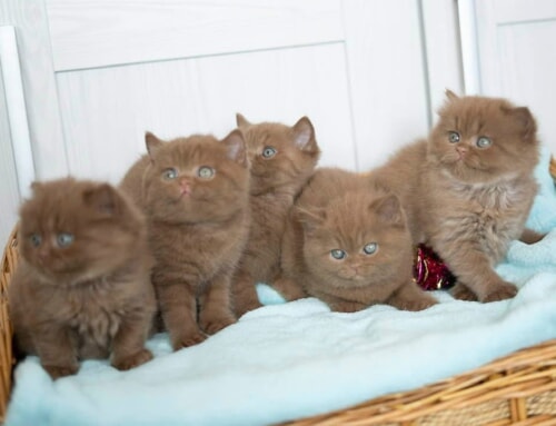 Cinnamon bears