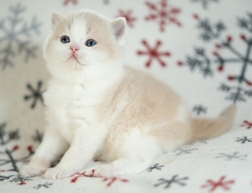 We have one kitten available for reservation!