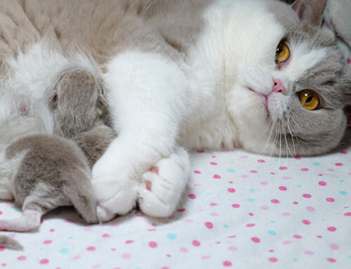 Lilac love
