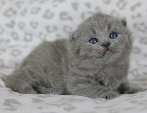 We have one available kitten for reservation!