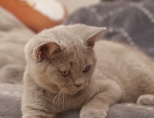 Lilac boy looking for his new family!