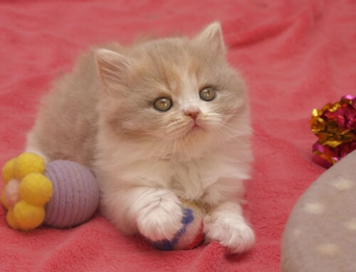 We have available kittens! 🐱💕