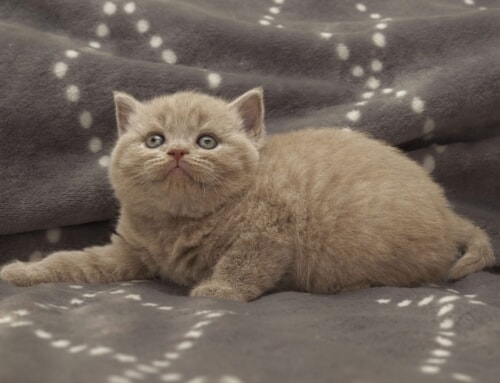 We have available kittens! 🐱💕