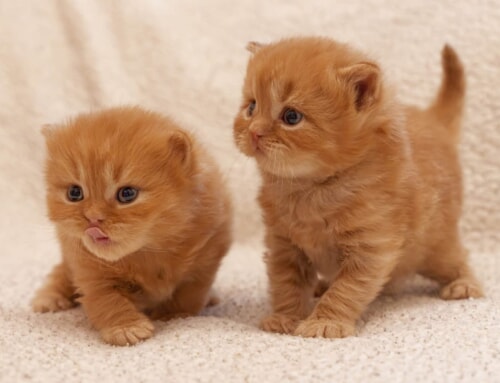 We have new kittens! 🐱💕