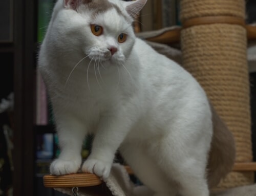 One-year-old British Shorthair cat Ellie looking for a&nbsp;loving home 🐱❤️
