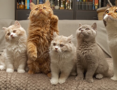 We have available kittens! 🐱💕